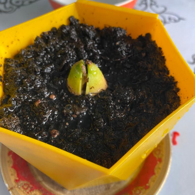 Опытническая и исследовательская работа в объединении "Цветоводы"