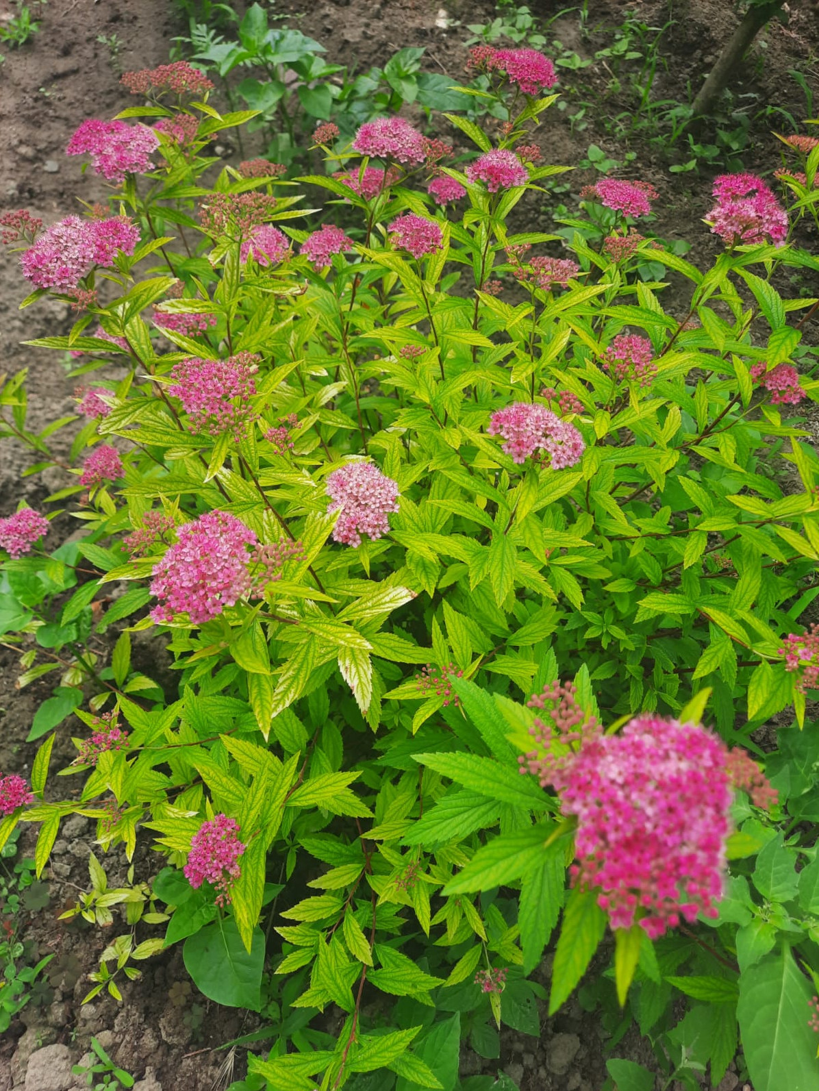 "Размножение спиреи японской разными способами"