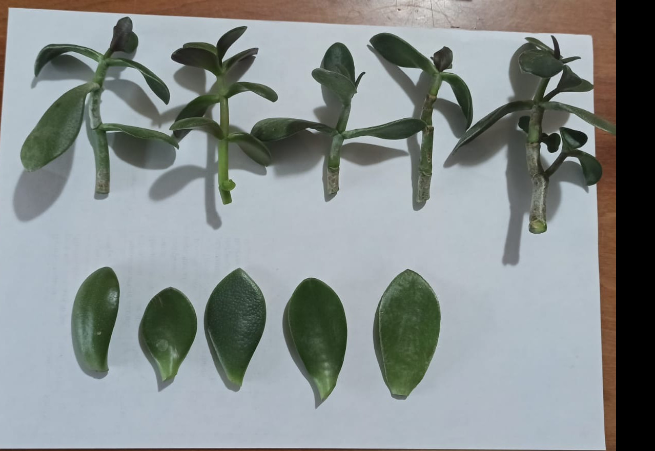 Объединение "Экодизайн"