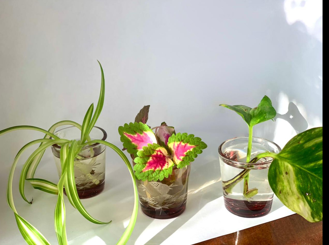 "Агростарт"