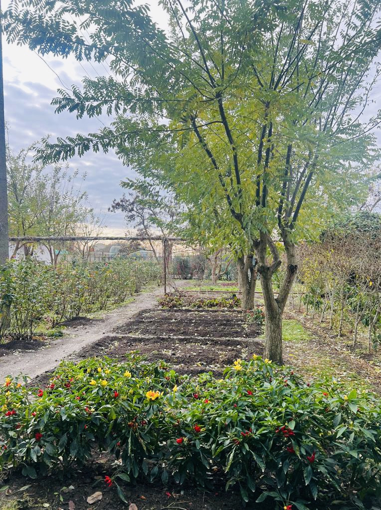 Состояние учебно- опытных участков на 2023- 2024 уч.г.