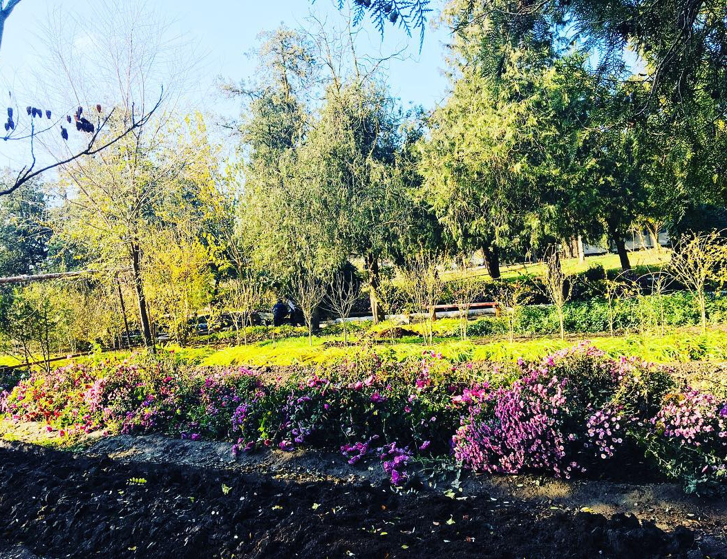 Учебно- опытный участок объединения "Цветоводы"