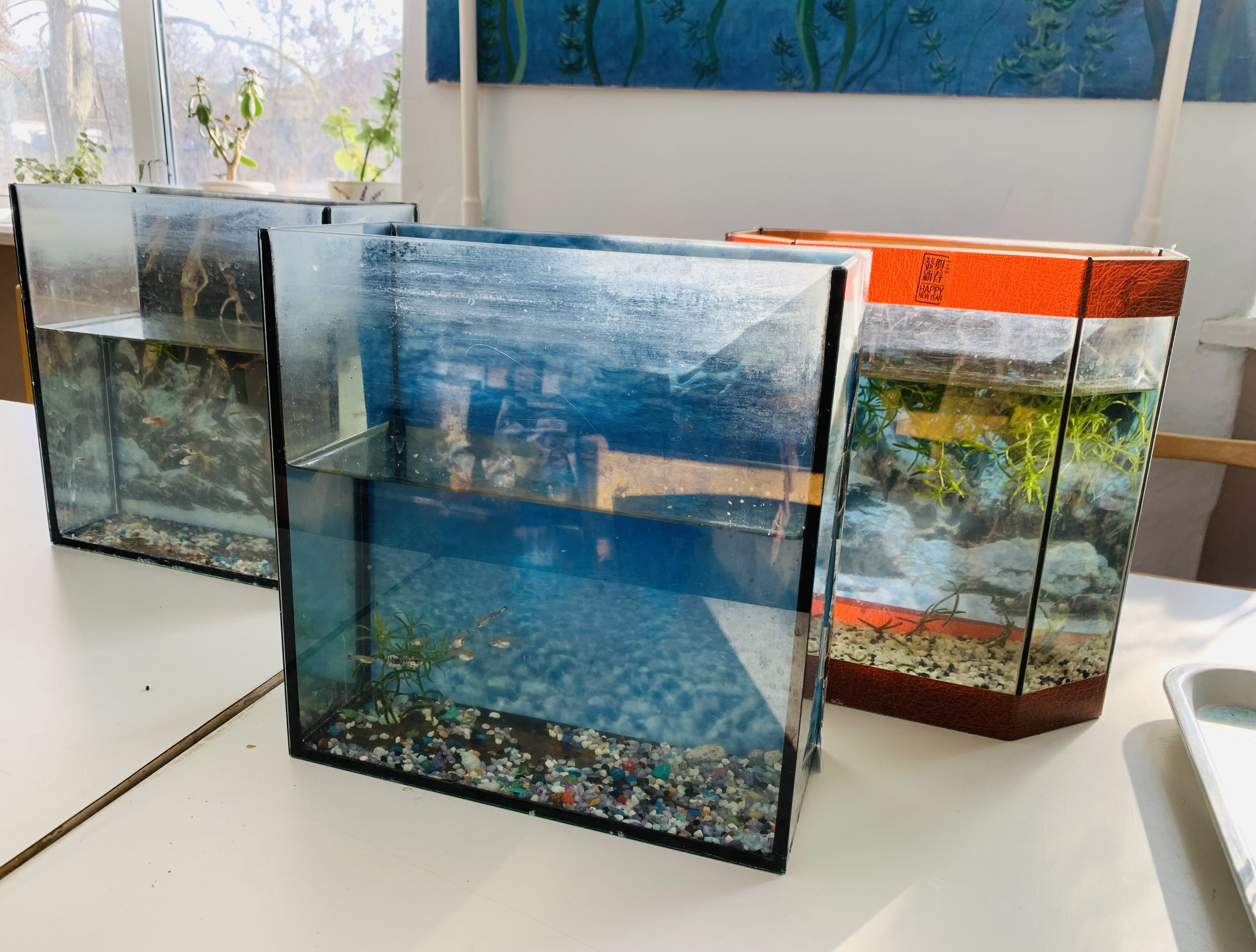 "Аквариумные рыбоводы"