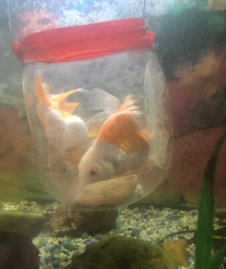 "Аквариумные рыбоводы" "Аквариумные рыбоводы"