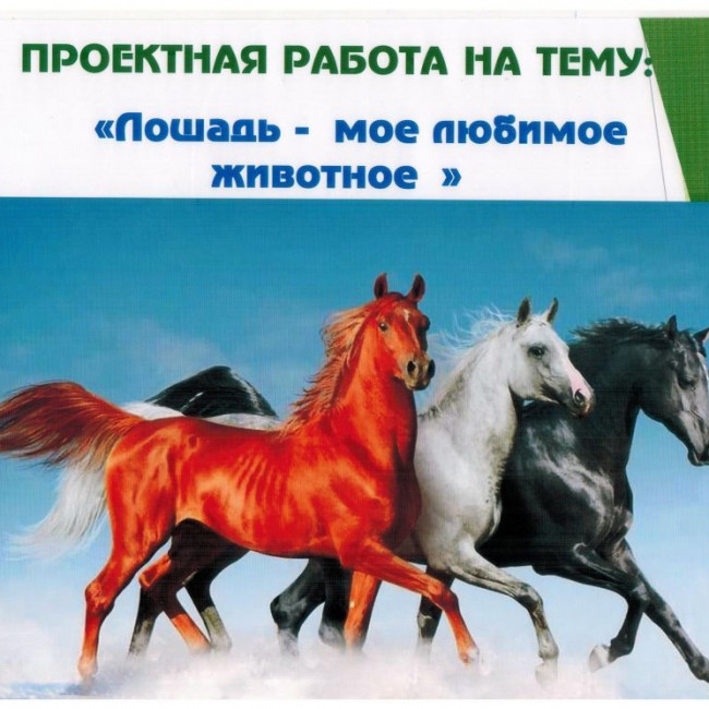 Проектная работа "Лошадь - мое любимое животное"
