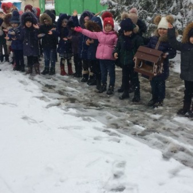 Кормление птиц