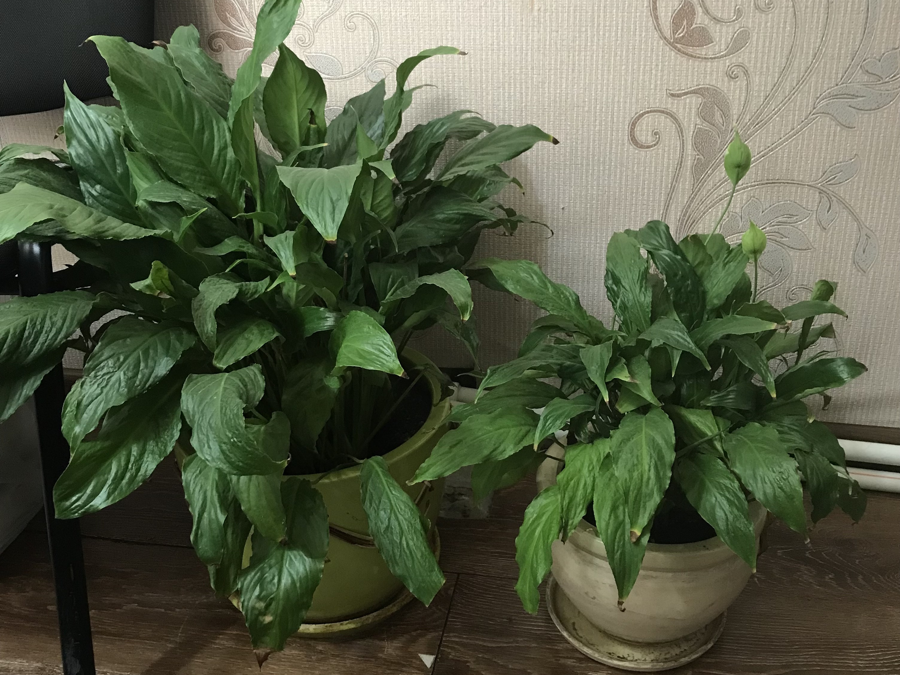 Проект на тему: "В мире комнатных растений"