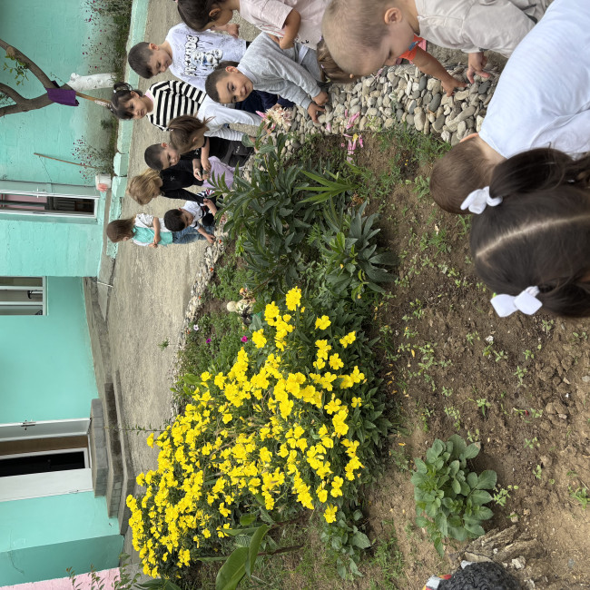 Наблюдение за цветами на участке детского сада с 2гр.раннего  возраста .