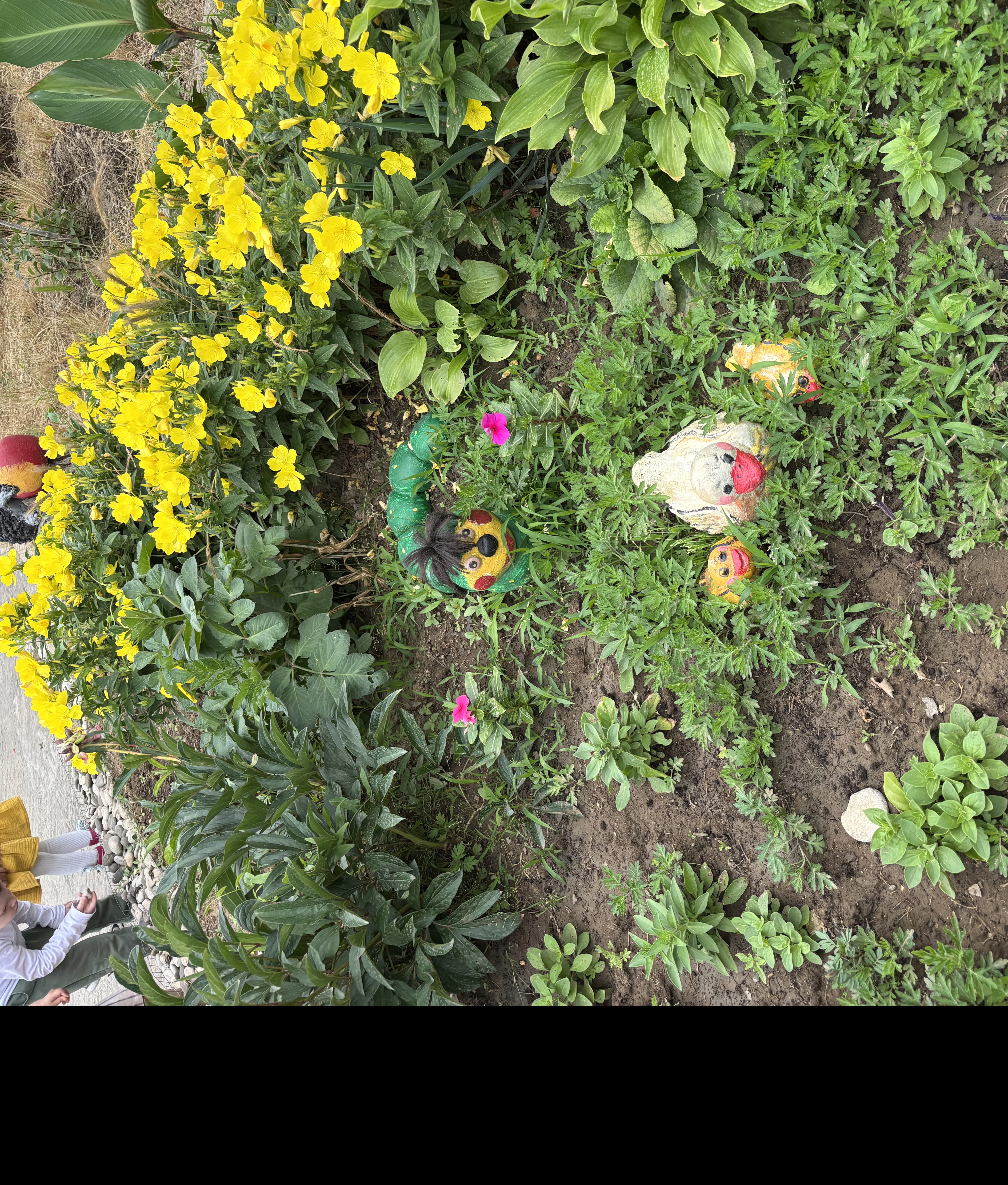 Наблюдение за цветами на участке детского сада с 2гр.раннего  возраста .